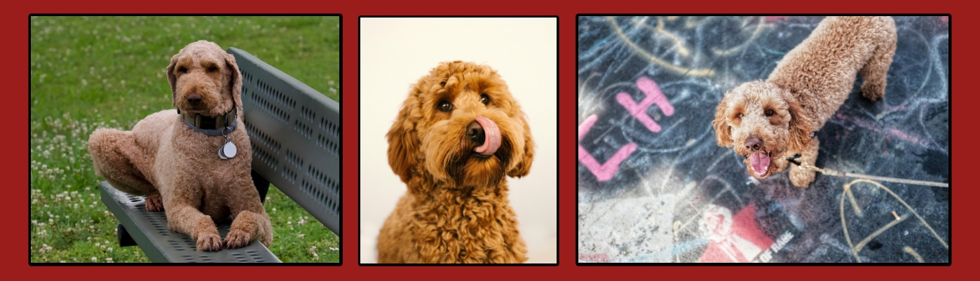Allergy-Friendly Poodle Doodles What You Need to Know