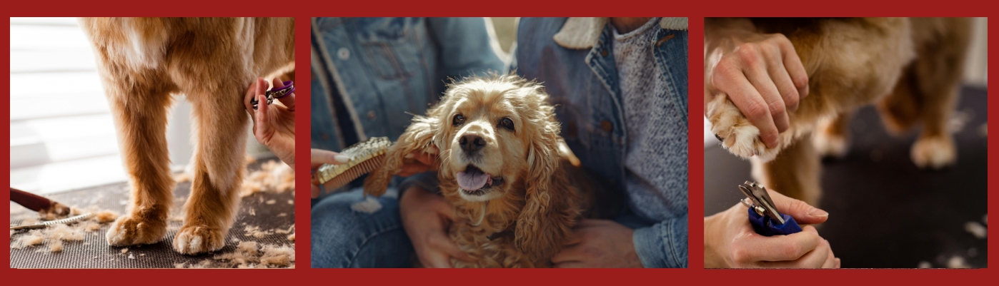 Grooming Your Doodle